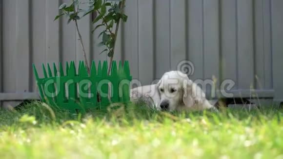 宠物的幸福生活美丽的整洁的纯种狗在房子院子里的草地上休息视频的预览图