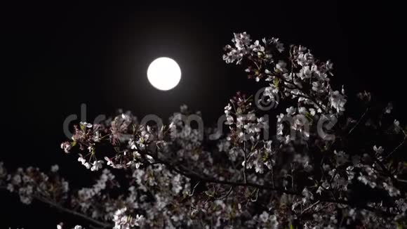 樱花或月下盛开的樱花视频的预览图