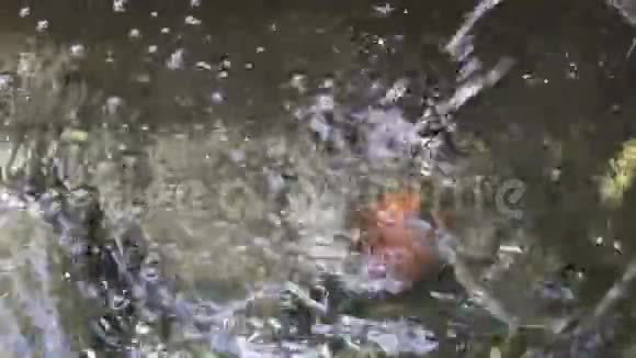 从院子里的泉水流出的一小股水视频的预览图