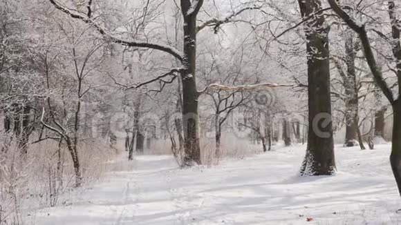 漫步冬季公园第一人称观景视频的预览图