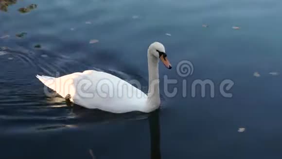 白天鹅在池塘里游泳视频的预览图