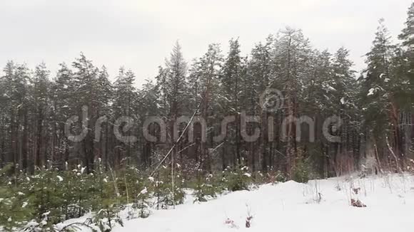 冬季公园的森林景观视频的预览图