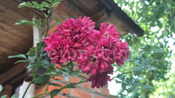 美丽的粉红色花朵生长在家附近视频的预览图
