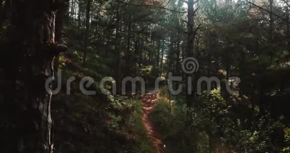 低飞穿过早晨神秘的森林赫洛文的恐怖概念森林仙女在野生森林里飞翔视频的预览图