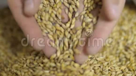 用大麦种子近距离拍摄酿酒大师的手员工在啤酒厂检查大麦视频的预览图