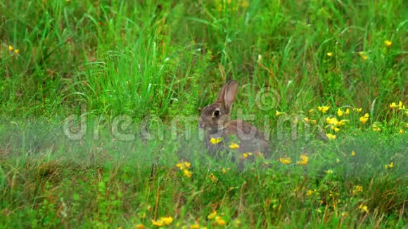 穿着绿色草地的野兔淋雨视频的预览图