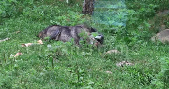 4的黑灰狼犬狼疮啃骨头视频的预览图