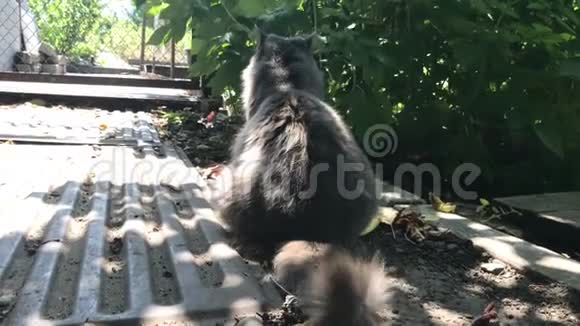 毛茸茸的灰猫坐在靠近布什的树荫下的街道上视频的预览图