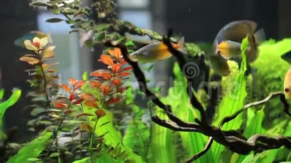 中型金鱼镜头视频的预览图