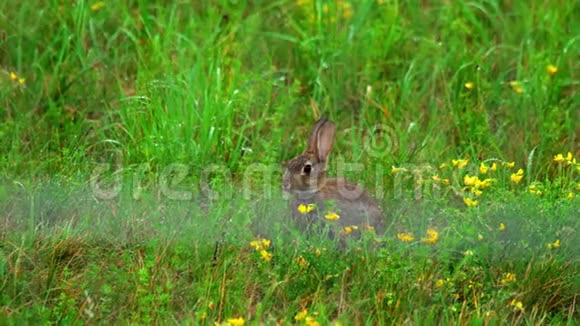 穿着绿色草地的野兔淋雨视频的预览图