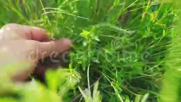 园丁园丁在花园里撕草晒绿男人的手触摸田野里的草地生活方式视频的预览图