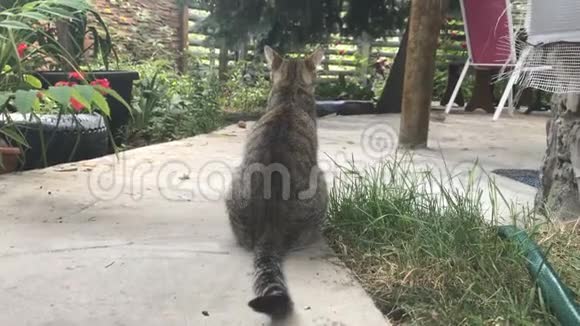 年轻的灰色条纹猫坐在院子里视频的预览图