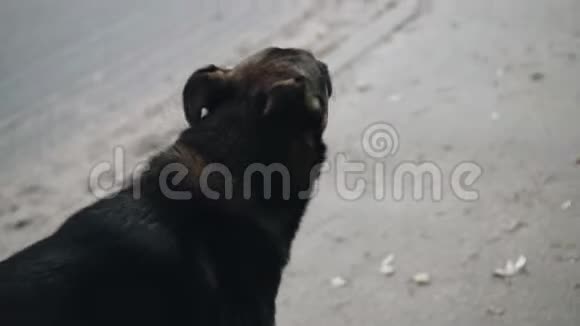无家可归的流浪狗在人行道上奔跑照相机在动视频的预览图