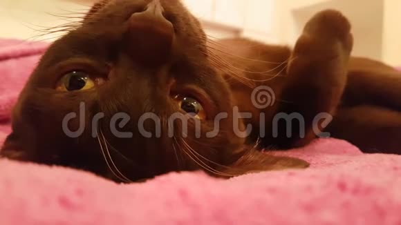 猫棕色躺在沙发上舒适可爱的房子里慢镜头缅甸式放松视频的预览图