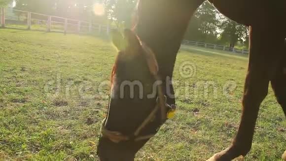 马在农场吃茂盛的草美丽的优美的动物绿色的牧场视频的预览图