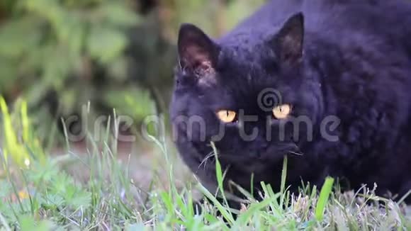 户外有黄色眼睛的黑猫黑猫躺在外面的草地上赛尔克雷克斯猫在花园里吃草视频的预览图