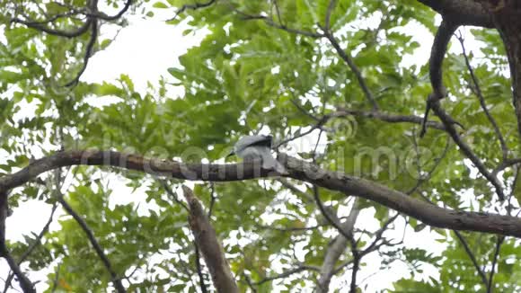热带雨林中的阿希德隆戈鸟视频的预览图