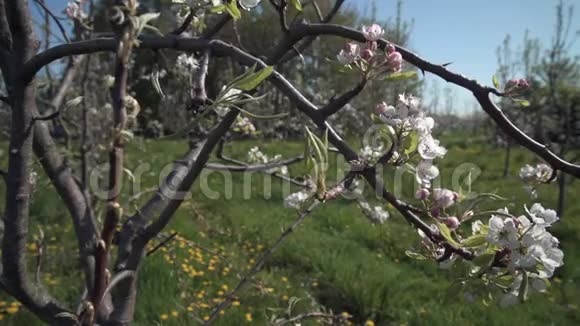 苹果Blossoms阳光娃娃拍摄4UHDK视频的预览图