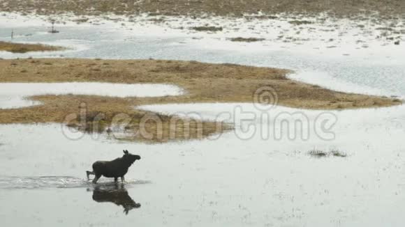 麋鹿走在沼泽里春天Cepkeliai保护区立陶宛视频的预览图