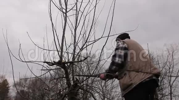 农夫正用梯子上的长绳修剪果园里的果树枝条视频的预览图