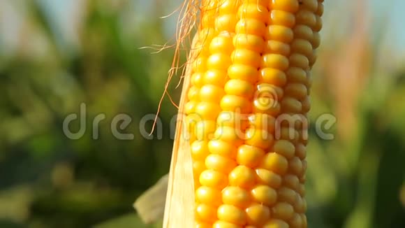 玉米粒植物Zea在农业领域的应用视频的预览图
