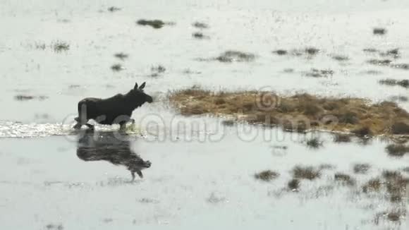 麋鹿走在沼泽里春天Cepkeliai保护区立陶宛视频的预览图