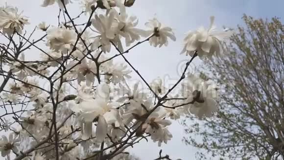 白玉兰在城市公园开花微风晴天动态场景4k视频视频的预览图
