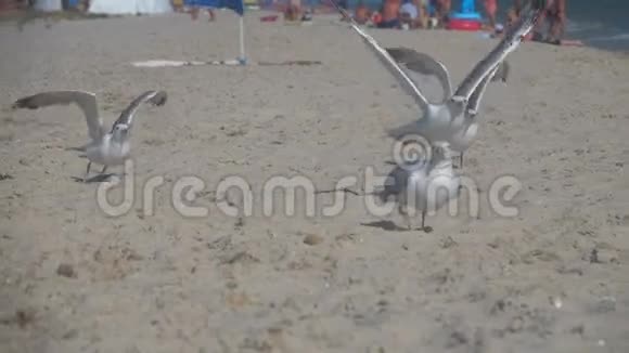 海边的海鸥动作缓慢视频的预览图