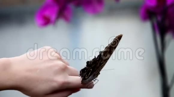 蝴蝶在女人的手上视频的预览图
