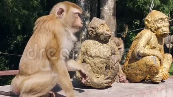 野生猴子坐在热带公园与灵长类动物雕像普吉镇猴山泰国普吉岛4K视频的预览图