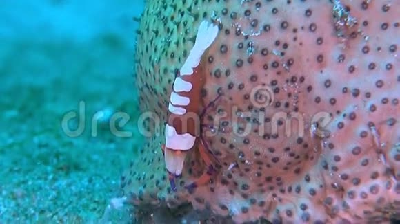 海黄瓜上的帝王虾视频的预览图