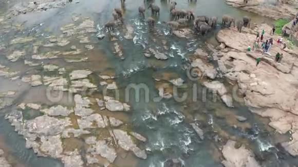 大象在河里洗澡平纳瓦拉象孤儿院斯里兰卡视频的预览图