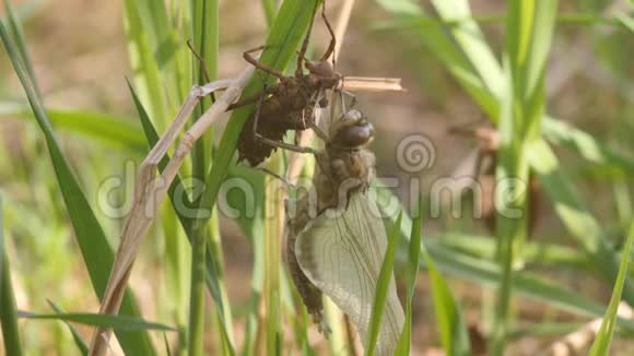 蜻蜓的诞生一只蜻蜓刚刚从幼虫的皮肤中出现正在等待翅膀的膨胀和干燥4K视频的预览图