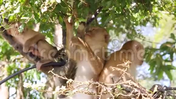 有趣的小野猴子一家人吃树叶坐在公园的一棵树上普吉镇猴山泰国普吉岛视频的预览图