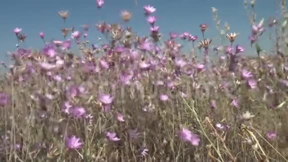 粉红色的野花在风中摇曳视频的预览图
