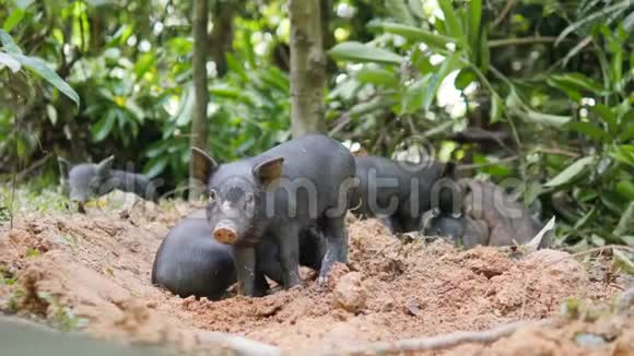 泰国雨林丛林中的小可爱黑野猪小猪挖地沙泰国4K视频的预览图