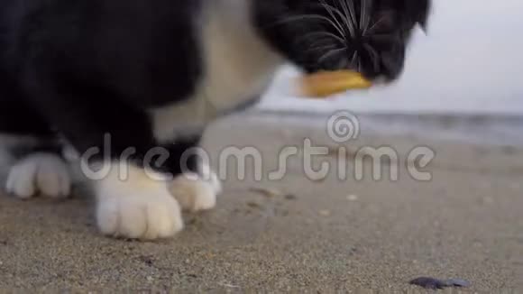 饥饿流浪猫在户外吃薯条视频的预览图