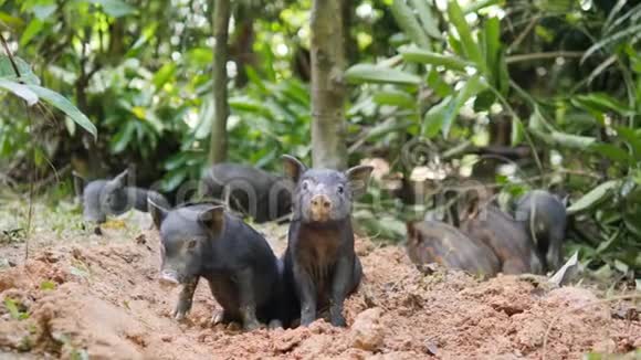 泰国雨林丛林中的小可爱黑野猪挖掘地泰国4K视频的预览图