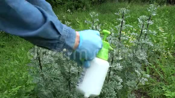 用化学物质喷洒在针叶林上的植物虱子菌落视频的预览图