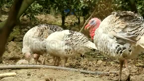 一群火鸡母鸡在花园里吃食物视频的预览图