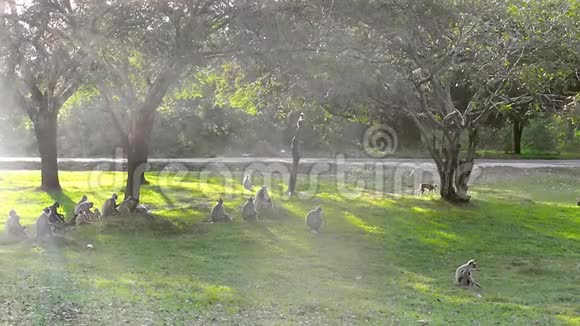 一群野马在草地上嬉戏爬树视频的预览图