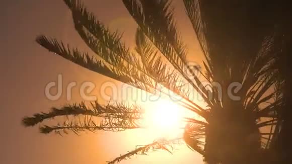 棕榈树的叶子无缝的环视频的预览图