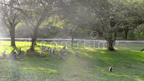 一群野生猴子在斯里兰卡的古城阿努拉达普拉玩耍视频的预览图