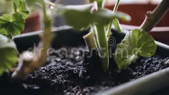 刚种好的天竺葵花朵照相机在动视频的预览图