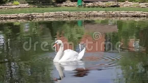 白天鹅游在干净的水里在湖里鸟浮在湖里喝水在湖里美丽的大自然鸟游在湖里鸟游在湖里视频的预览图