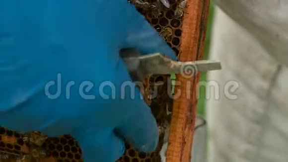 养蜂人从蜂巢和蜂窝中取出蜂蜜视频的预览图
