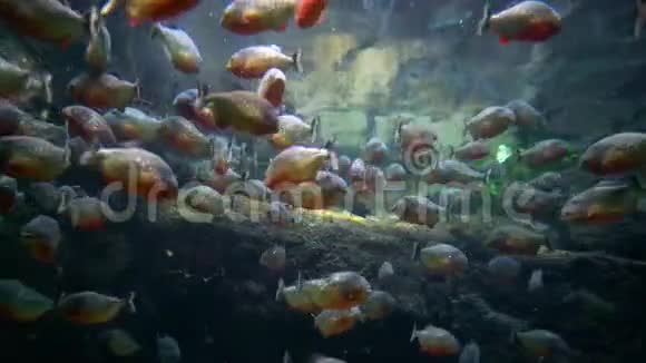 水族馆中巨大的皮拉尼亚巨像视频的预览图