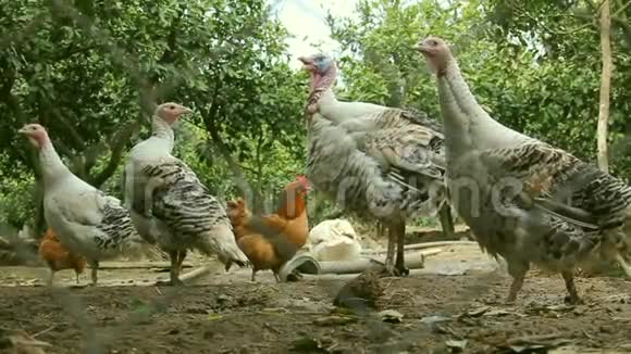 一群火鸡母鸡在花园里吃食物视频的预览图