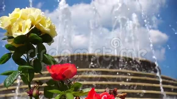 喷泉和美丽的玫瑰视频的预览图