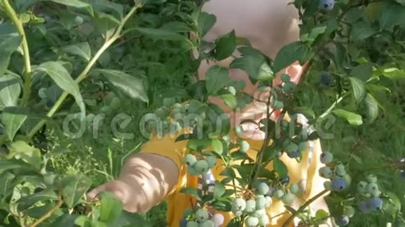 这个男孩在蓝莓灌木丛附近他抬起头摘下成熟的浆果吃了起来视频的预览图